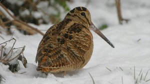 Лесной барашек - Птица бекас.  Почему? Все о нем и его тяжелой жизни.