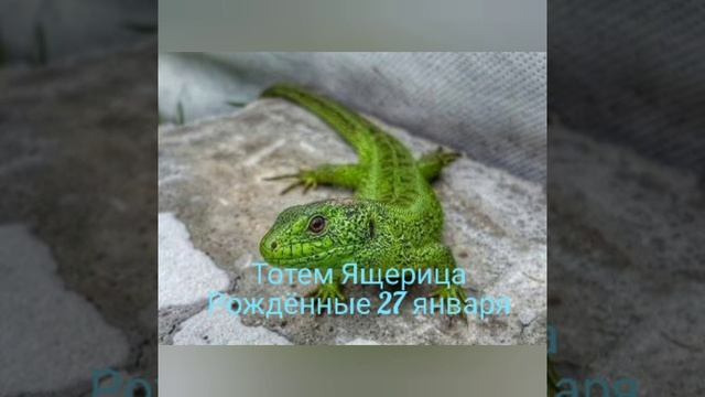 Тотем Ящерица рождённые 27января смотреть онлайн