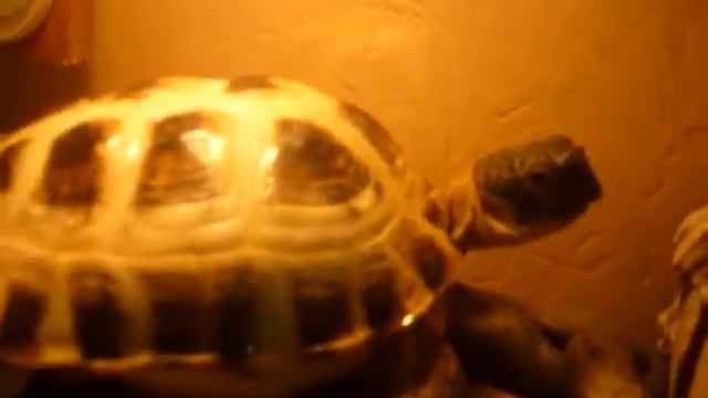 Террариум для черепах смотреть онлайн