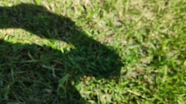 ? Кузнечик зеленый перевязанный / насекомые / обзор, строение, особенности смотреть онлайн