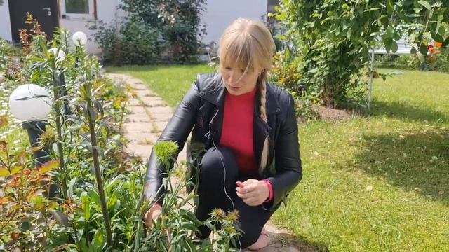 Что ВЫКОПАТЬ, а ОСТАВИТЬ. Уход за тюльпанами и другими первоцветами после цветения смотреть онлайн