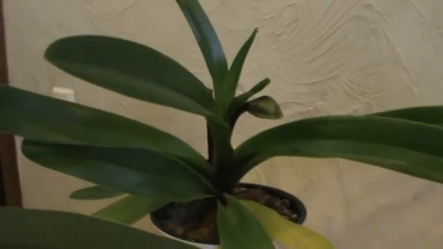 Мои пафиопедилумы и мой уход за ними смотреть онлайн