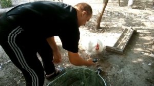 Самая тяжёлая порода кур - промышленный корниш. 3 месяца 5 кг 850 грамм на комбикорме для несушек.