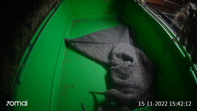 Скрытая камера в норе у сурикат смотреть онлайн