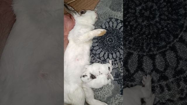 крольчата, которых я спас смотреть онлайн