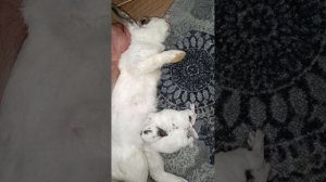 крольчата, которых я спас