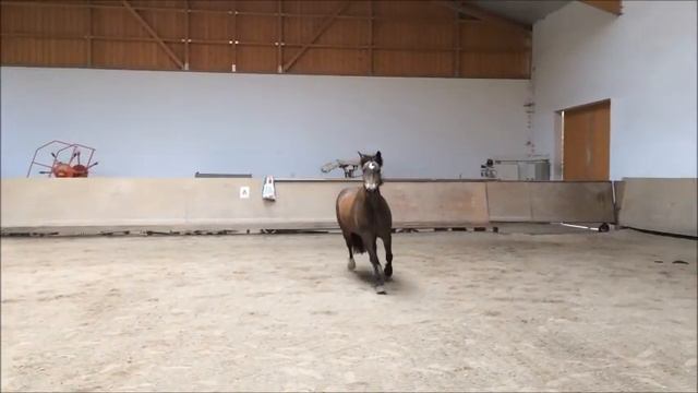Happy Birthday Monty 2017 смотреть онлайн