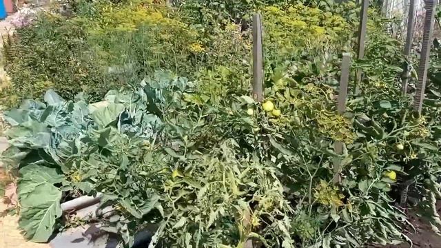 Съездили за грибами. Дача. Новинки магазин Светофор. Покупки. Влог смотреть онлайн