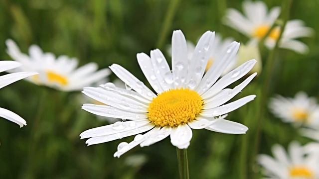 ЛЮБОВЬ-НЕВИДИМКА. Елена Оболенская - музыка. Людмила Свирская - стихи. Copyright© смотреть онлайн