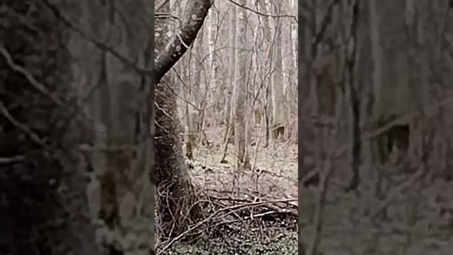 Встретили лосей в подмосковном лесу. смотреть онлайн