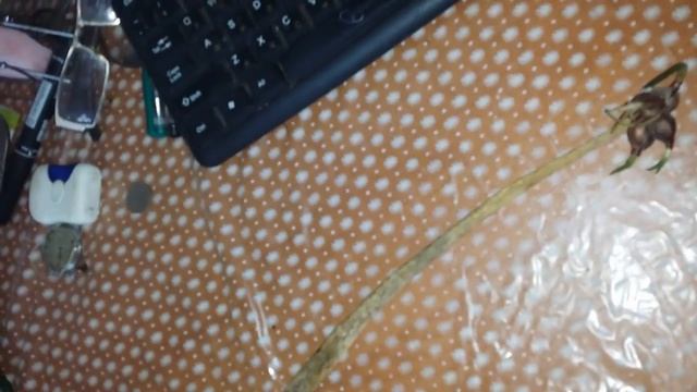 Многоярусный лук (Allium proliferum Schrad)- зимний лук. смотреть онлайн