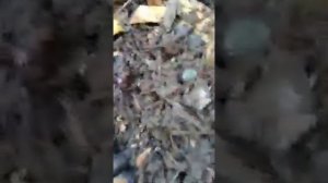 Гигантский червь дендробена.