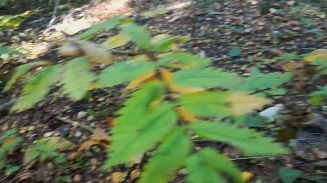 ЧЁРНЫЕ ГРУЗДИ!!! ?? ...КТО ИЩЕТ, ТОТ НАЙДЁТ!!! ? #грибы #грузди #mushroom смотреть онлайн
