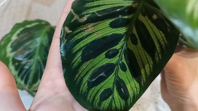 Новиночки 🌿🌿🌿 3.09.2022 смотреть онлайн