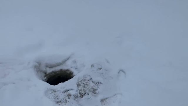 МОЛОДАЯ СЕМЬЯ В ДЕРЕВНЕ ! КУПИЛИ СТАРЫЙ ДОМ! ЗАВЕЛИ ЖИВОТНЫХ! СВИНКА ЗАБОЛЕЛА! смотреть онлайн