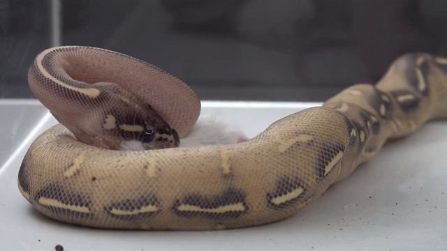 Python Eats - Warning Live Feeding смотреть онлайн
