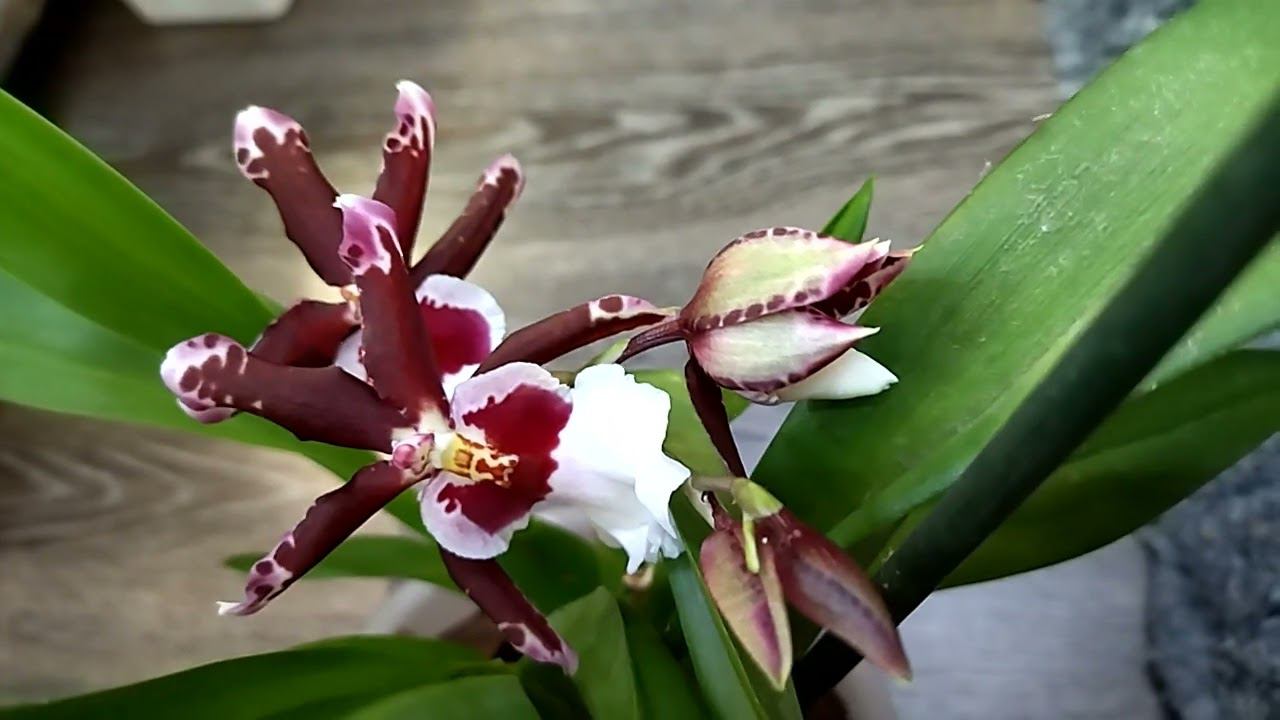 Привет дружочки, цветут цветочки! смотреть онлайн