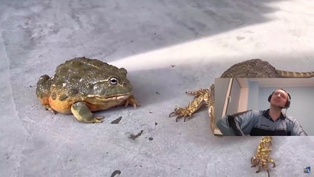 ПАПИЧ СМОТРИТ Если бы Папич превратился в жабу