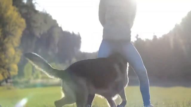 German Shepherd VS PitBull - Compare and contrast the two dog breeds смотреть онлайн