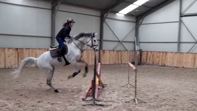 Cornet's Diamond SN (Cornet Obolensky × Cuper × Imperius xx) смотреть онлайн