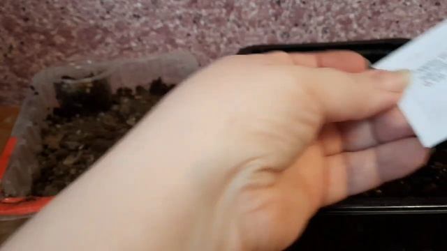 С нашим уральским летом поздно не бывает. Сажу томаты, перец и землянику. смотреть онлайн