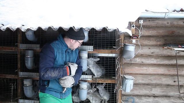 Кролики Советской Шиншиллы смотреть онлайн