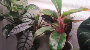 Фитолампы Uniel и Минифермер. Отзыв с фото до/после. Отличия фитоламп для растений от обычных ламп.