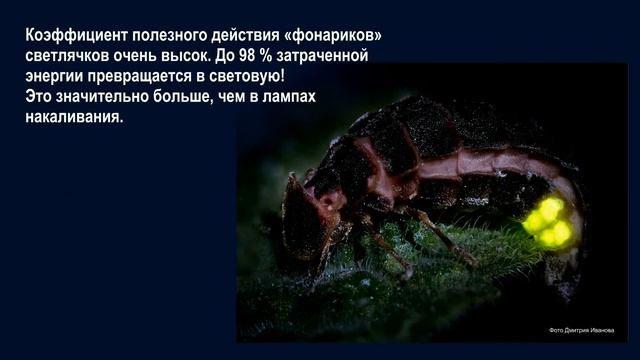 Слайд-шоу «Знакомьтесь: светлячки!» на онлайн празднике «Макушка лета» смотреть онлайн