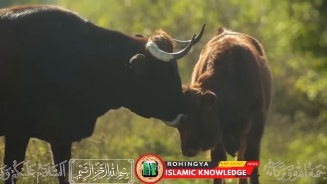 01/06/2023 Rohingya Islamic knowledge channel Today Breaking news Arakan Rohingya Muzulom #news смотреть онлайн