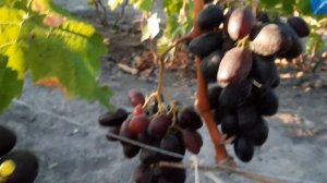 ГФ Винограда ЦЕНТУРИОН (Калугин В.М.). 23.09.2023г.