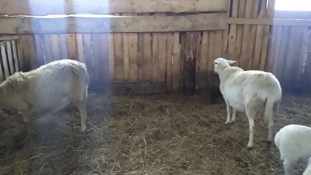 Катумские овцы ,обман на Авито. смотреть онлайн