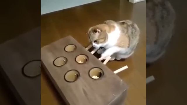 Самый умный кот в мире! смотреть онлайн