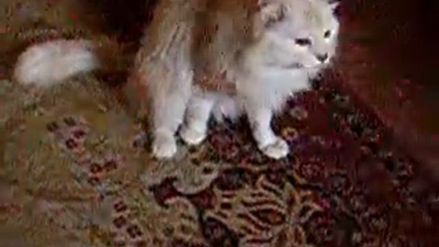 кот и домовой смотреть онлайн