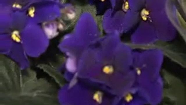 Флора Тверь Готовится ко Дню Учителя смотреть онлайн