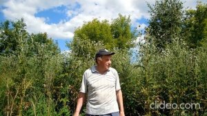 Медонос   мордовник    шароголовый