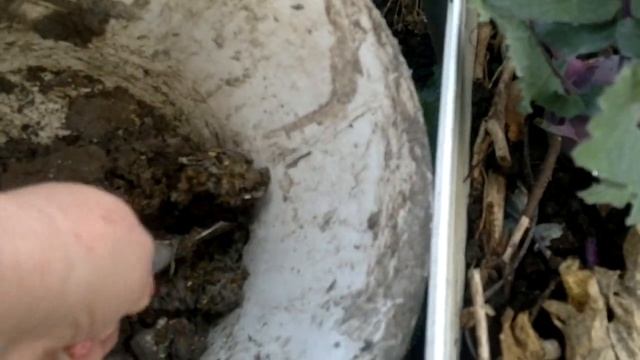 Маленький Огородик Елены Тереховой - Малина, Черника, Клюква 2015.10.05