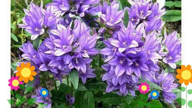 Колокольчик скученный Суперба (Superba). Краткий обзор, описание характеристик, где купить рассада смотреть онлайн