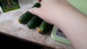 Урожай с балкона.ОГУРЕЦ сорт"ПОДАРОК F 1"