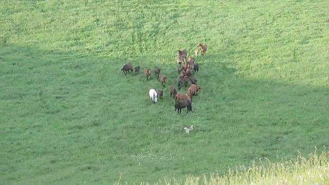 MVI дик и карабийские лошади.Х-Крым 2015 смотреть онлайн