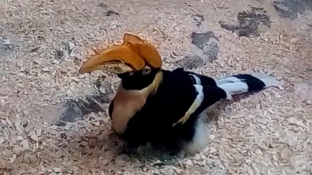 гигантские туканы смотреть онлайн