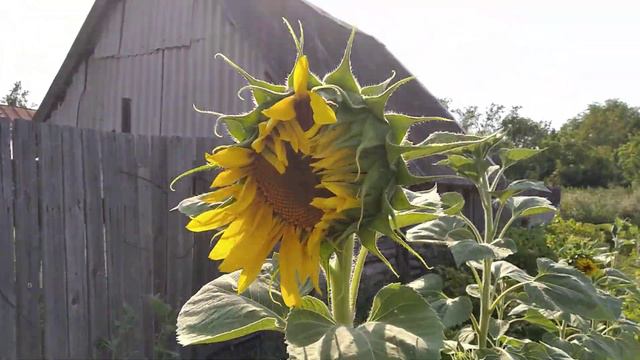 Подсолнухи смотреть онлайн