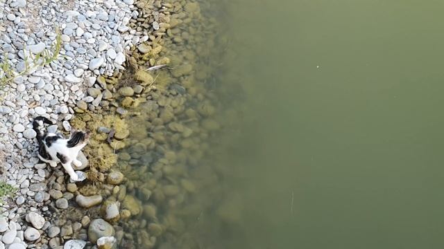 КОШКА С КРАБОМ ЛОВЯТ РЫБУ НА МОРЕ! ШОК! ЖИЗНЬ на МОРЕ! ? смотреть онлайн