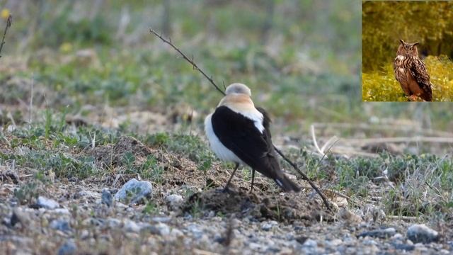 Испанская ка́менка или чёрно-пегая каменка - Oenanthe hispanica.mp4 смотреть онлайн