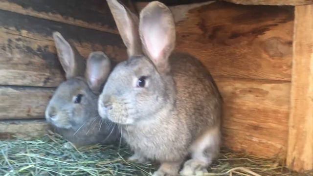 Два криля Великана чуть больше 4 месяцев смотреть онлайн