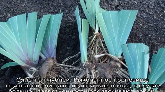 Когда пересаживать ирисы после цветения смотреть онлайн