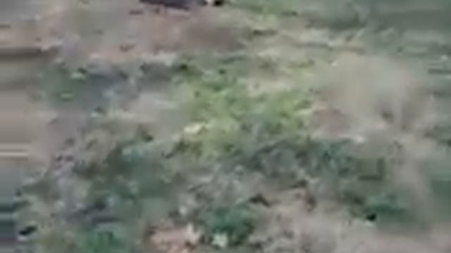 Белки около МГУ смотреть онлайн