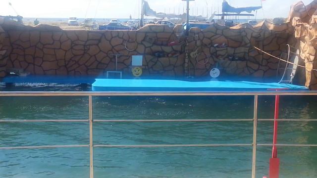 Дельфины прыгают через барьер