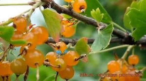 Смородина золотистая Ляйсан (ribes aureum) ? Ляйсан обзор: как сажать, саженцы смородины Ляйсан