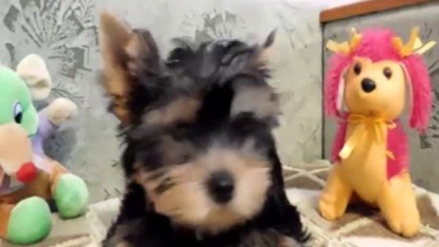 Ларри 2,5 мес- щенок йоркширского терьера 2018 г смотреть онлайн