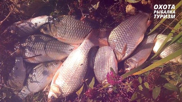 КОГДА КЛЮЕТ КАРАСЬ | КОГДА ЛОВИТЬ КАРАСЯ | РЕКОМЕНДАЦИИ РЫБОЛОВАМ | КАК ПОЙМАТЬ КАРАСЯ | РЫБАЛКА смотреть онлайн